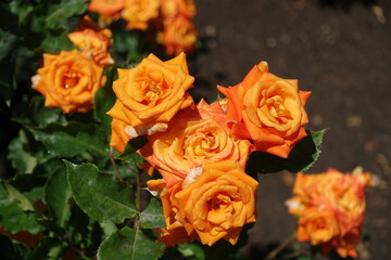 Naklejka premium Vibrant orange flowers of rose in mid June