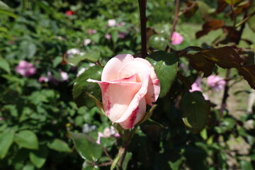 Half open pink and white flower of rose in June