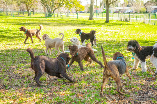 Group of assorted dogs playing in a dog park, Florida, USA