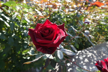 Single carmine red flower of rose in mid October