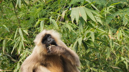 A solitary langur monkey sits peacefully on a terrace, delicately eating, its long tail curled and expressive eyes alert