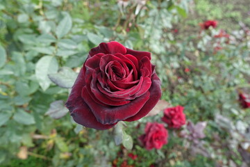 Velvety dark red flower of one rose in November