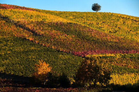 Lone tree on a hilltop in Rural landscape, Mombaruzzo, Asti, Piedmont, Italy