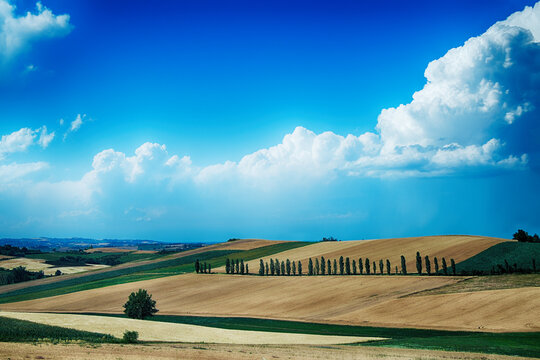 Cypress trees in rural farmland landscape, San Salvatore Monferrato, Alessandria,  Piedmont, Italy