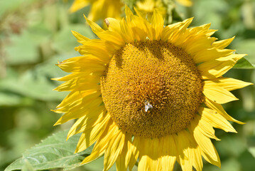 Fototapeta premium the entire sunflower field presents itself in all its charm