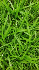 Lush green grass texture with dew drops, nature, eco-friendly
