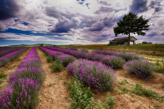 Rows of Lavender flowers growing in a field, Viguzzolo, Piedmont, Italy