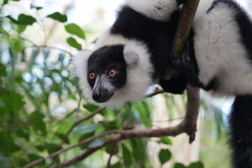 Varecia variegata or Black and White Ruffed Lemur oder schwarzweisser Maki in its natural environment in Madagascar © Tanja