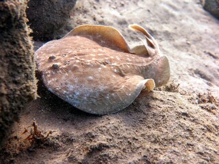 Torpedo ray from the red sea