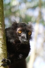 Obraz premium close up of a black lemurs face (eulemur macaco)