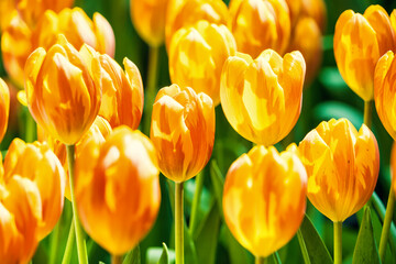 Obraz premium Vibrant Yellow and Orange Tulips in Full Bloom in a Lush Green Garden Capturing the Beauty of Springtime
