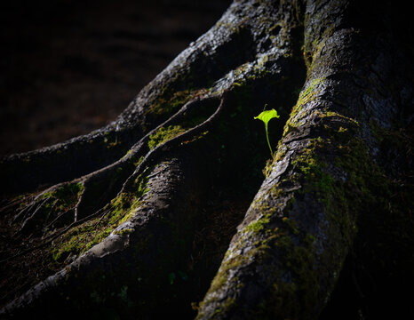 Close-up of a plant growing on the roots of a tree in a forest, USA