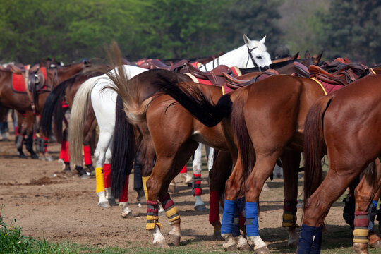 Close-up of a white pony standing in the middle of a row of brown Polo ponies at a polo match, New Delhi, India