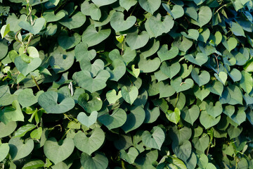 Green Leaves Of Aristolochia Macrophylla In Garden. Dutchman's Pipe Or Pipevine. Use of twisted plants in landscape design