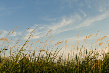 Tall Grass Over A Blue Sky And Clouds On The Ground Background