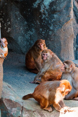動物園 猿