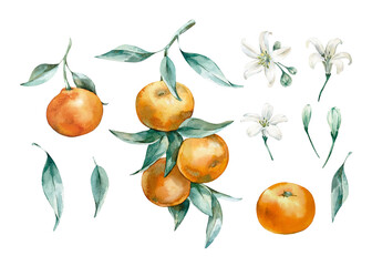 Mandarin set of watercolor illustrations isolated on white background. Hand drawn branch, leaves, flowers and fruits of clementine. Elements for label design, food packaging and cosmetics