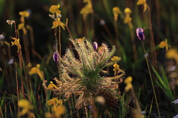 Drosera indica, sometimes known as the Indian sundew, is a species of sundew native to...