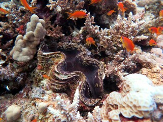 Beautiful giant clam