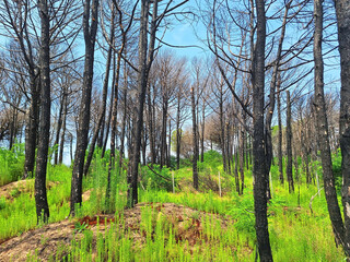 Forest after fire with black trees and green grass against blue sky.
