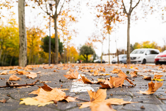 oto&ntilde;o en el parque, paseo por la ojas ca&iacute;das