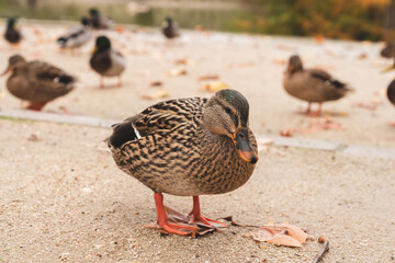 un pato nadando en el agua