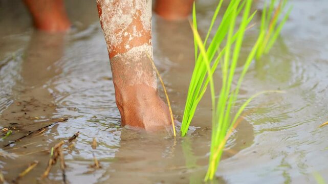 Close-up of traditional farmer's hand planting rice seedlings in a paddy field, rural farming in Asia
