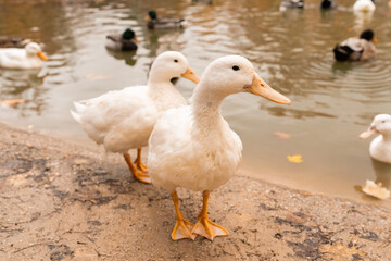 un pato nadando en el agua