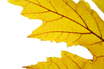 yellow autumn leaf close-up, isolated on white background