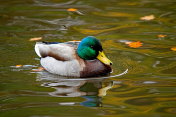 Stockente im Herbstlaub auf dem Wasser