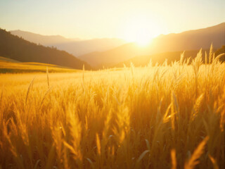 Obraz premium Golden wheat field bathed in warm sunset light
