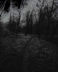 Naklejka premium Path in the dark forest, atmospheric horror woods, gloomy mood, black sky atmosphere 
