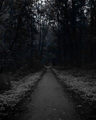 Obraz premium Road in the summer woods, Black metal forest, dark spooky forest, dark horror atmosphere