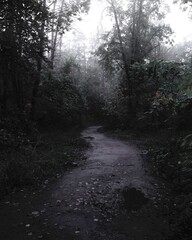 Gloomy road in the woods, fantastic rainy forest, Black metal, dark spooky nature, horror...