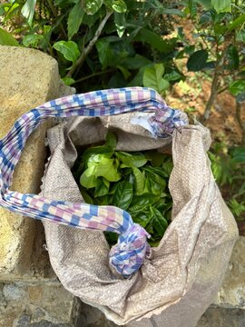 Close-up of a sack of freshly picked tea leaves, Ella, Uva Province, Sri Lanka