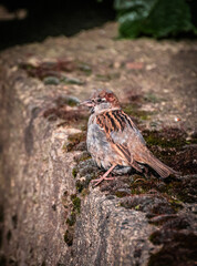 Peaceful village surrounded by summer nature