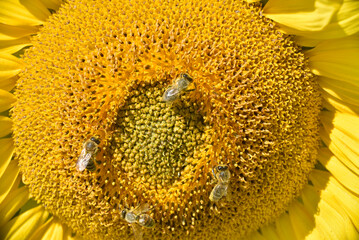the entire sunflower field presents itself in all its charm