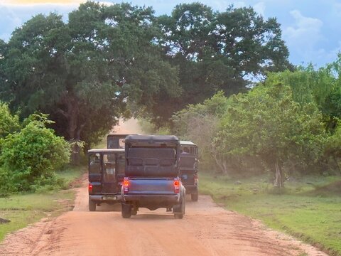 Rear view of four safari trucks driving along a dirt road, Yala National Park, Sri Lanka