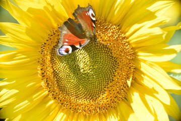 the entire sunflower field presents itself in all its charm