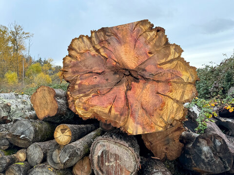 Close-up of a stack of logs in a forest, British Columbia, Canada