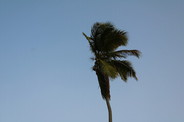 palm tree against blue sky
