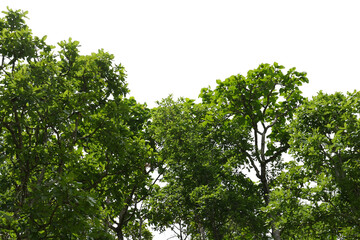 Fototapeta premium Tree isolated transparency background..