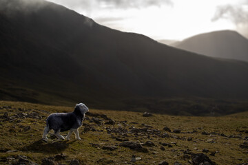 Obraz premium sheep in the mountains
