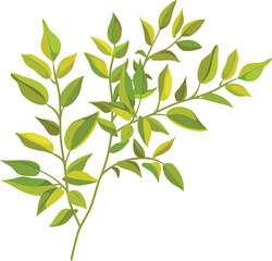 Simple Tree Branch with Green Leaves