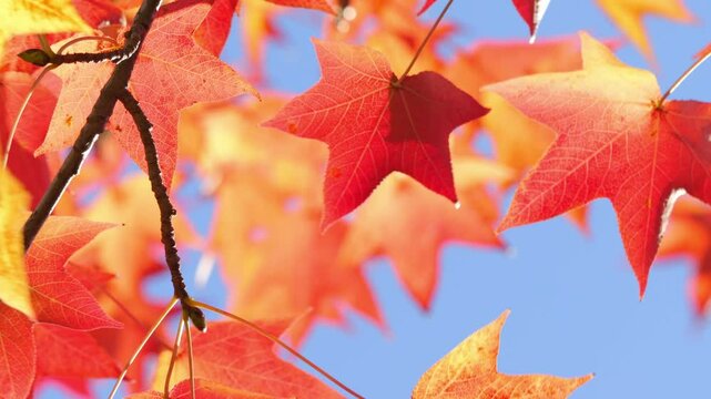 Brightly colored autumn leaves and blue sky