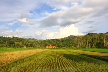 Scenic landscape of lush green rice paddies in countryside.