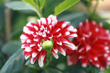 red dahlia flower