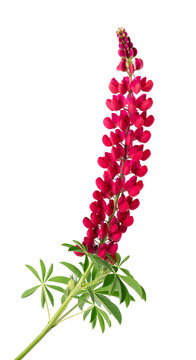 Red lupine flower isolated on white background. Bunch of colorful lupines, spring flower.