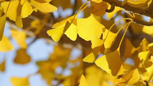 Beautiful golden ginkgo, autumn scenery