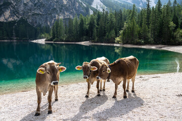 Kühe in Südtirol - Pragser Wildsee